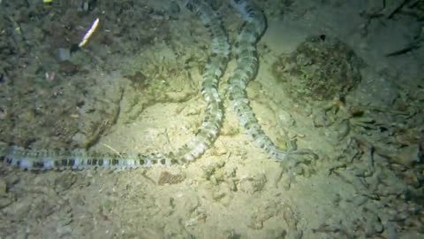 pearre alien-like animal wanders sea floor byst