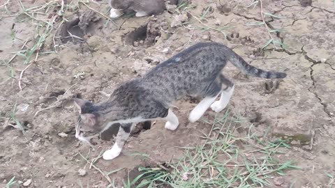 Cat Playing with her mom