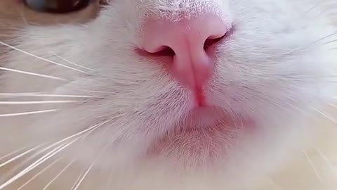 cute cat