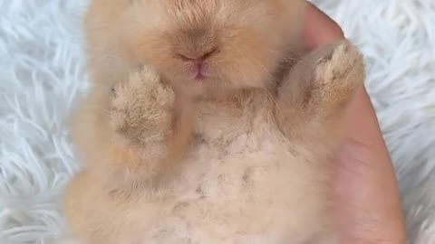 Cute Baby Rabbit Lovely Little Bunny Videos