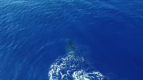 Breathtaking view of Humpback Whales Breaching.