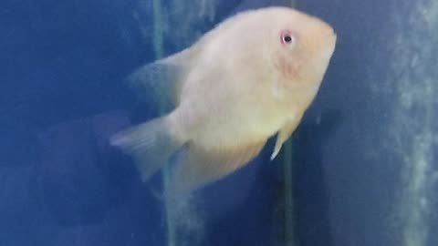 Cichlid fish tank