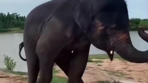 When an elephant loves to dance😂👉