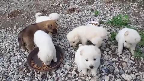 Cute Korean Country Side Puppies~