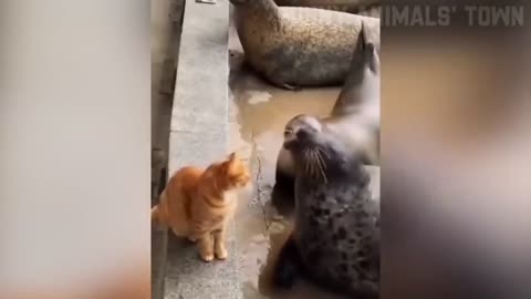 Funniest Cats and Dogs 🐶🐱 _ Funny Animal Videos Trading #2