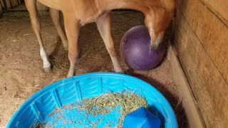 Yoga ball