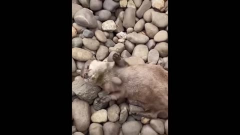 Cutest Videos Compilation cute moment of the animals - Cute baby animals