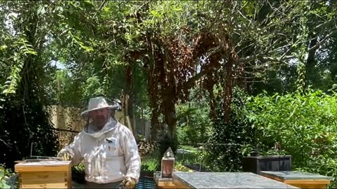 NEW BEEKEEPER INSPECTION TURNS INTO INFESTATION !!!