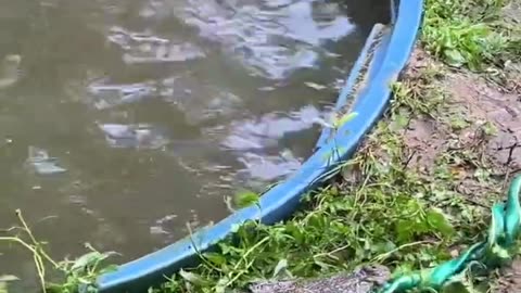 Crocodile Attacks garden Hose!! #shorts #short #crocodile #animal #wildlife #nature #reptiles