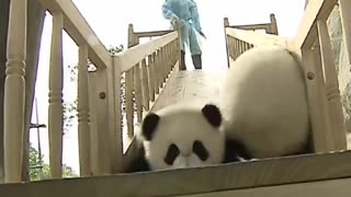 Cute 🥺 pandas 🐼 playing on the slide 🤣🤣