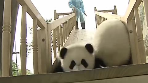 Cute 🥺 pandas 🐼 playing on the slide 🤣🤣