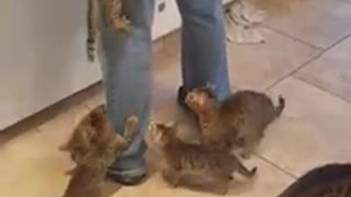 Kittens swarm owner for their breakfast