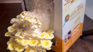 Golden Oyster #mushroom grow kit from Walmart day 9