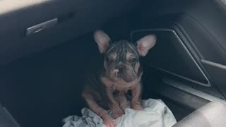 Dropping a beautiful Frenchie to a customer of mine