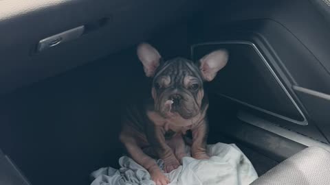 Dropping a beautiful Frenchie to a customer of mine