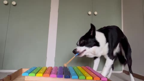 Pup Plays Percussion