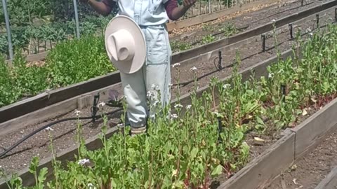 Jamila Norman shows how to grow healthy urban farm on TV show 'Homegrown'