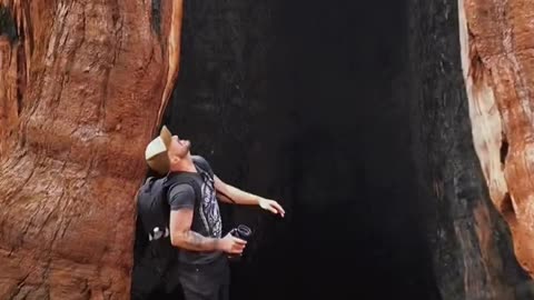 A secret tree hole recommendation officer was found in Sequoia Park.