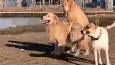 😂 Cute & Funny Dog Videos 😂