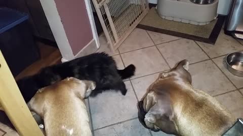 Boxer talking to a cat.. And can't stop sneezing.