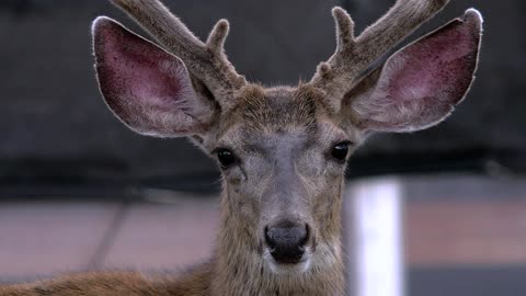 Deer Close Up