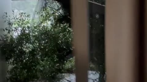 Tree falls on house during Hurricane lan