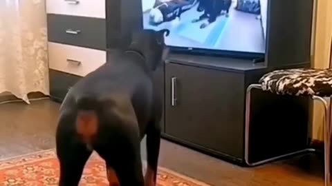 Funny_Animal_Videos_2023___Funniest_Cats_And_Dogs_Video_%23shorts(1080p)