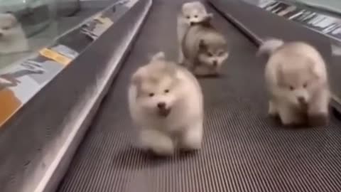 Four fat dogs practice jogging on the escalator