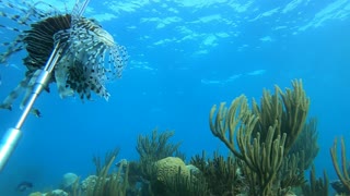 Freediving with Groupers and spearing Lionfish in Bermuda