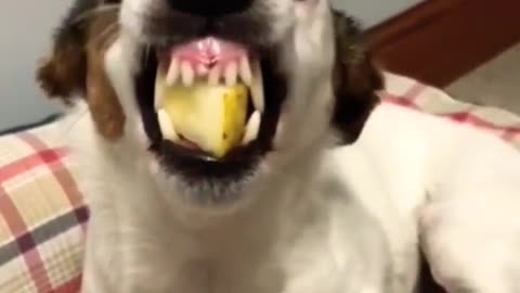 Funny Dog - funny animals video