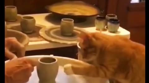FUNNY MOMENTS OF CAT....