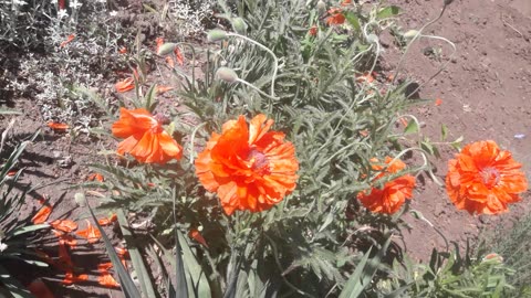 Poppies