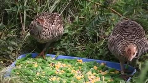 Reintroduction Program at Attwater Prairie Chicken National Wildlife Refuge (Aud_1