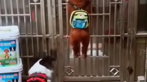 Funny Dog Playing