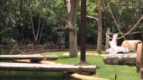 Monkeys-Cute Gibbons playing and climbing