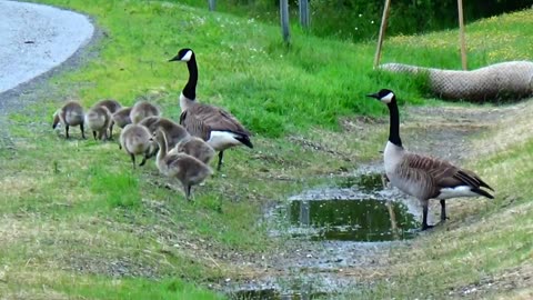 Canada Geese Family