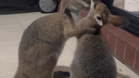 Adorable Wallaby Joeys