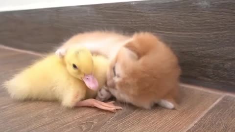 Little ducklings and kittens