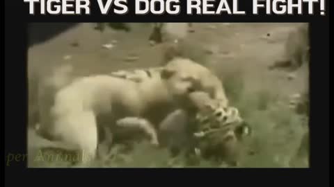 Animals attack Strongest Dog vs Lion, Crocodile, Wild Boar