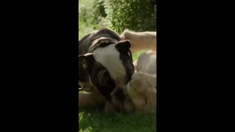 Bulldog and tiger cub Are best Friend