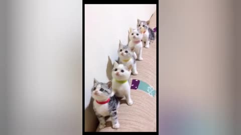 very cute little cats