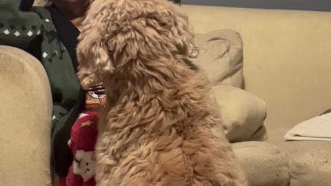 Dog Just Wants a Hug From Grandma