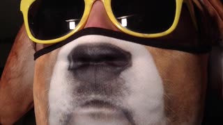 DMZ Dog sings twinkle twinkle little star