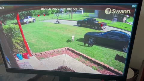 Dad Tackles American Bulldog That Runs Through Door to Protect Front Yard
