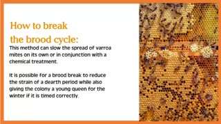 Brood Break for Varroa Control