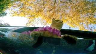 Kitty Cruises in Style for International Cat Day