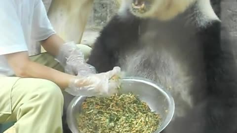 Feeding the blind Panda