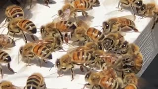 Fanning Bees