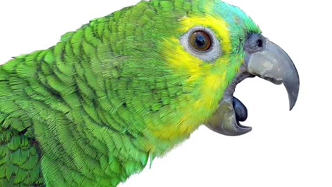 Beautiful parrot talk