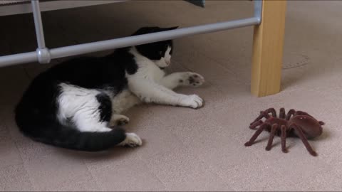 Funny video with cats and toy spiders